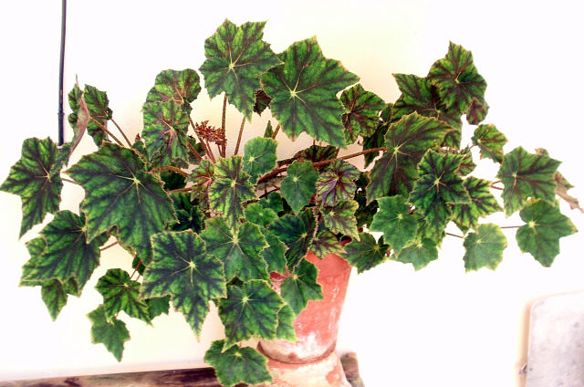 B. ‘Sulcu’